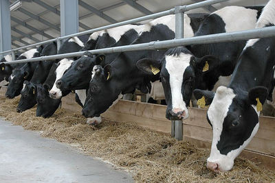 Молочно-товарная ферма от СК Антарес